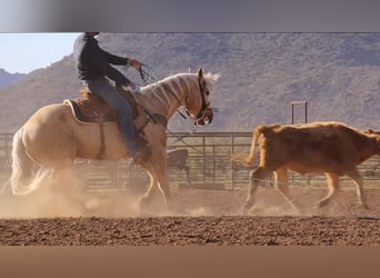 Quarter horse américain, Hongre, 6 Ans, 155 cm, Palomino