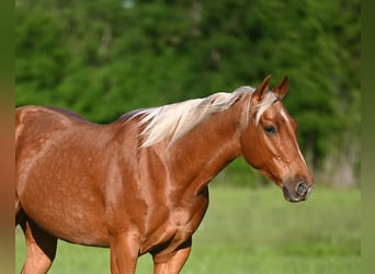 Quarter horse américain, Hongre, 6 Ans, 155 cm, Palomino