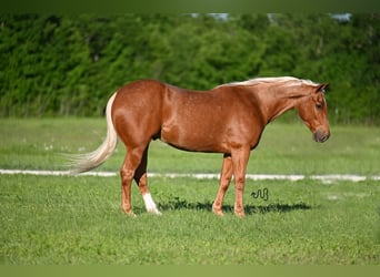 Quarter horse américain, Hongre, 6 Ans, 155 cm, Palomino