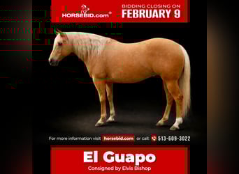 Quarter horse américain, Hongre, 6 Ans, 155 cm, Palomino