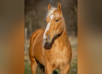 Quarter horse américain, Hongre, 6 Ans, 155 cm, Palomino