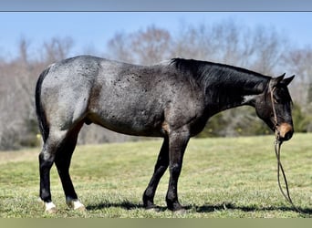 Quarter horse américain, Hongre, 6 Ans, 155 cm, Roan-Bay