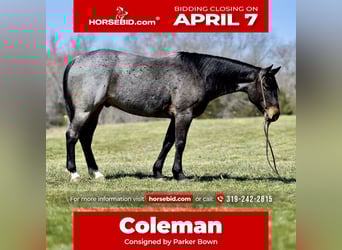 Quarter horse américain, Hongre, 6 Ans, 155 cm, Roan-Bay