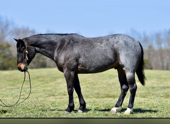 Quarter horse américain, Hongre, 6 Ans, 155 cm, Roan-Bay