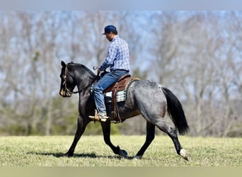 Quarter horse américain, Hongre, 6 Ans, 155 cm, Roan-Bay