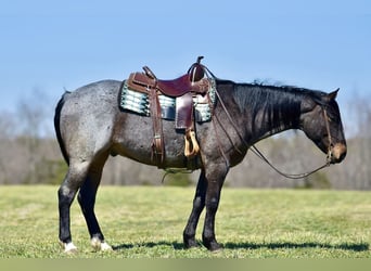 Quarter horse américain, Hongre, 6 Ans, 155 cm, Roan-Bay