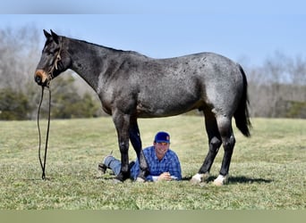 Quarter horse américain, Hongre, 6 Ans, 155 cm, Roan-Bay