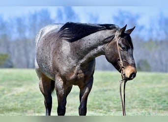 Quarter horse américain, Hongre, 6 Ans, 155 cm, Roan-Bay