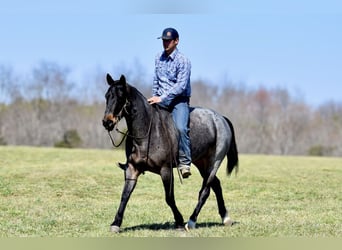 Quarter horse américain, Hongre, 6 Ans, 155 cm, Roan-Bay