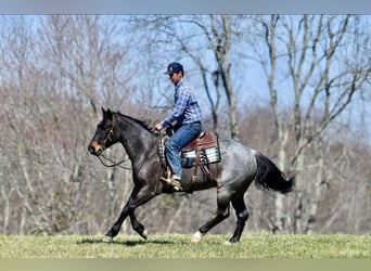Quarter horse américain, Hongre, 6 Ans, 155 cm, Roan-Bay
