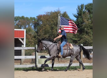 Quarter horse américain, Hongre, 6 Ans, 155 cm, Rouan Bleu
