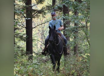 Quarter horse américain, Hongre, 6 Ans, 155 cm, Rouan Bleu