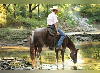 Quarter horse américain, Hongre, 6 Ans, 155 cm, Rouan Rouge