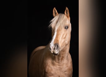 Quarter horse américain, Hongre, 6 Ans, 156 cm, Palomino
