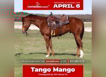 Quarter horse américain, Hongre, 6 Ans, 157 cm, Alezan cuivré