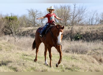 Quarter horse américain, Hongre, 6 Ans, 157 cm, Alezan cuivré