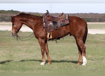 Quarter horse américain, Hongre, 6 Ans, 157 cm, Alezan cuivré