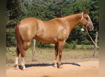 Quarter horse américain, Hongre, 6 Ans, 157 cm, Alezan dun