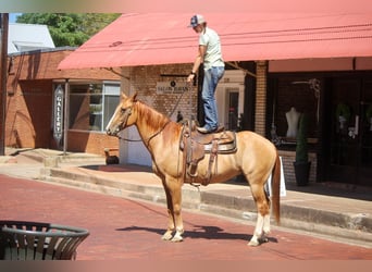 Quarter horse américain, Hongre, 6 Ans, 157 cm, Alezan dun