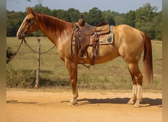 Quarter horse américain, Hongre, 6 Ans, 157 cm, Alezan dun