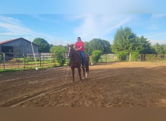 Quarter horse américain, Hongre, 6 Ans, 157 cm, Alezan