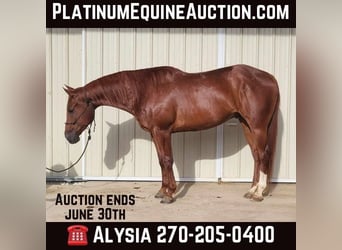 Quarter horse américain, Hongre, 6 Ans, 157 cm, Alezan