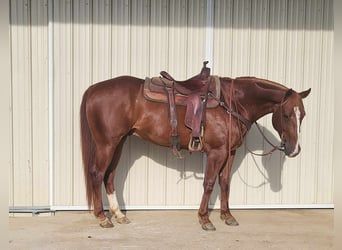 Quarter horse américain, Hongre, 6 Ans, 157 cm, Alezan