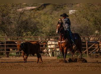 Quarter horse américain, Hongre, 6 Ans, 157 cm, Bai cerise
