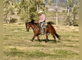 Quarter horse américain, Hongre, 6 Ans, 157 cm, Bai cerise