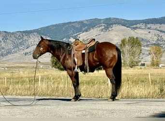 Quarter horse américain, Hongre, 6 Ans, 157 cm, Bai cerise