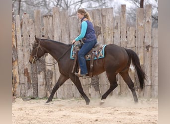 Quarter horse américain Croisé, Hongre, 6 Ans, 157 cm, Bai cerise