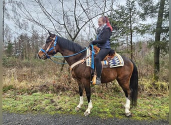 Quarter horse américain Croisé, Hongre, 6 Ans, 157 cm, Bai