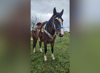 Quarter horse américain Croisé, Hongre, 6 Ans, 157 cm, Bai
