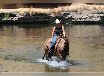 Quarter horse américain, Hongre, 6 Ans, 157 cm, Buckskin