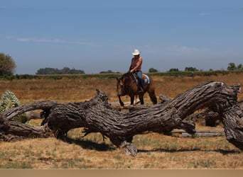 Quarter horse américain, Hongre, 6 Ans, 157 cm, Buckskin