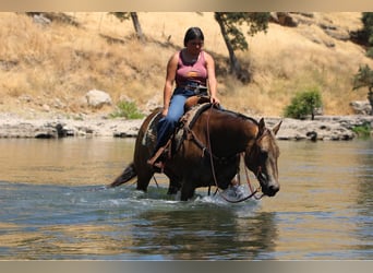 Quarter horse américain, Hongre, 6 Ans, 157 cm, Buckskin