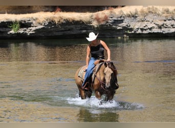 Quarter horse américain, Hongre, 6 Ans, 157 cm, Buckskin