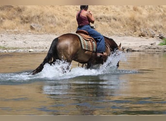 Quarter horse américain, Hongre, 6 Ans, 157 cm, Buckskin