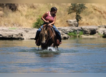 Quarter horse américain, Hongre, 6 Ans, 157 cm, Buckskin