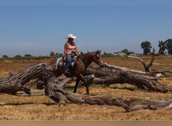 Quarter horse américain, Hongre, 6 Ans, 157 cm, Buckskin