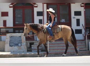 Quarter horse américain, Hongre, 6 Ans, 157 cm, Buckskin