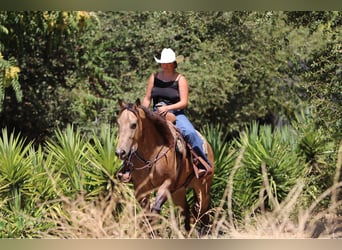 Quarter horse américain, Hongre, 6 Ans, 157 cm, Buckskin