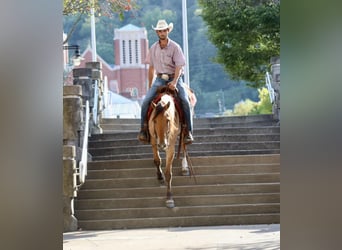 Quarter horse américain, Hongre, 6 Ans, 157 cm, Buckskin