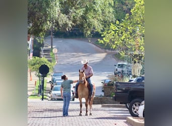 Quarter horse américain, Hongre, 6 Ans, 157 cm, Buckskin