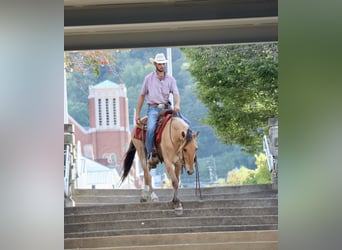 Quarter horse américain, Hongre, 6 Ans, 157 cm, Buckskin