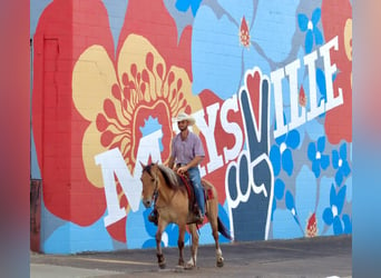 Quarter horse américain, Hongre, 6 Ans, 157 cm, Buckskin