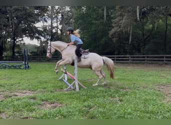 Quarter horse américain, Hongre, 6 Ans, 157 cm, Cremello