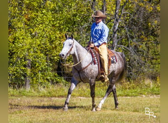 Quarter horse américain, Hongre, 6 Ans, 157 cm, Gris pommelé
