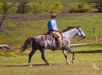 Quarter horse américain, Hongre, 6 Ans, 157 cm, Gris pommelé