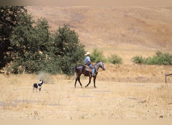 Quarter horse américain, Hongre, 6 Ans, 157 cm, Gris pommelé